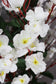 Kunstpflanze Blütenbaum 120 cm Wintersweet Weiß Künstliche Pflanze Blüten
